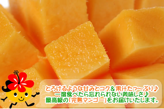とろけるような甘みとコク&果汁たっ〜ぷり♪一度たべたら忘れられない美味しさ♪最高級の「完熟マンゴー」をお届けいたします。