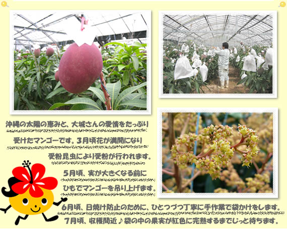 沖縄の太陽の恵みと、大城さんの愛情をたっぷり受けたマンゴーです。3月頃花が満開になり、受粉昆虫により受粉が行われます。5月頃、果実が大きくなる前にひもでマンゴーを吊り上げます。6月頃、日焼け防止のために、ひとつずつ丁寧に袋かけをします。7月頃、収穫間近♪袋の中の果実が紅色に完熟するまでじっと待ちます。