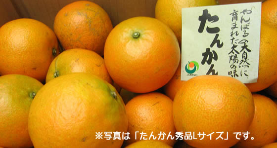 ���󤫤�ʥ��󥫥��Ȣ����
