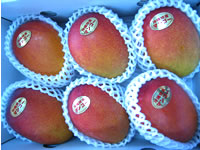 【送料無料】沖縄完熟マンゴー（優品）約２Kg（４〜７玉入り）